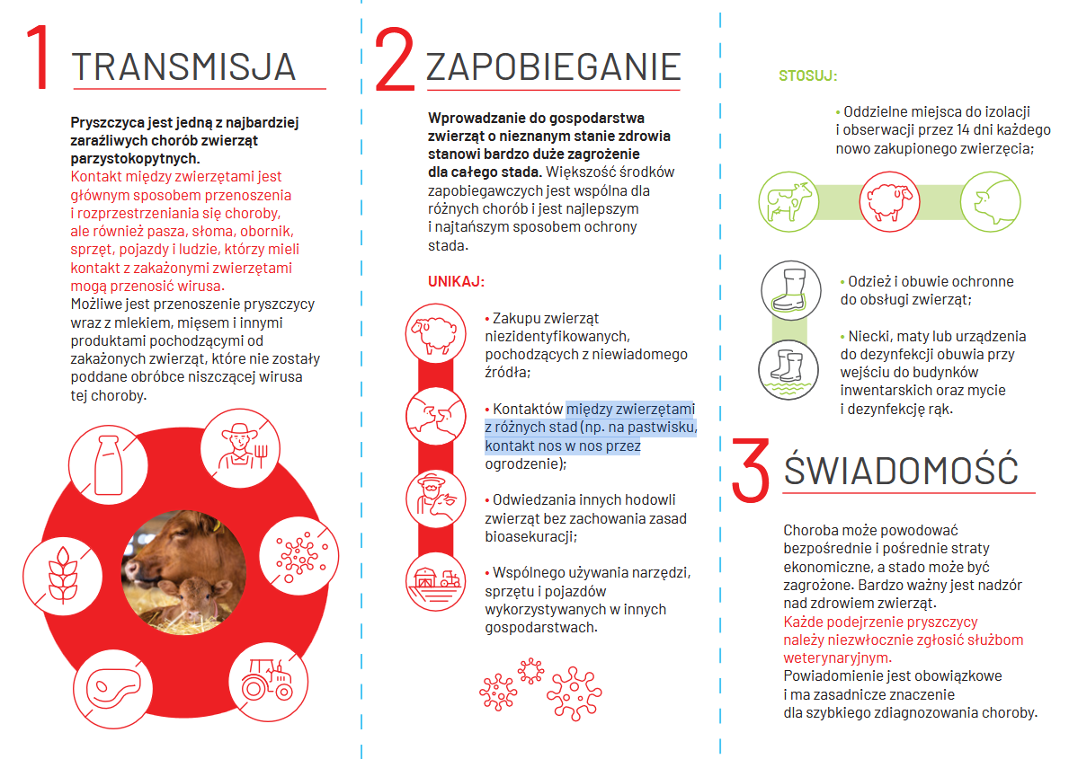 Pryszczyca 2